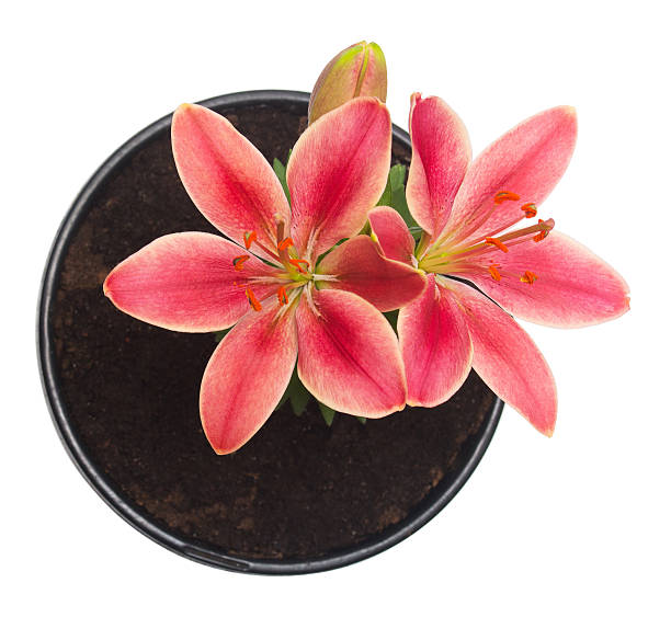 Asian bedroom lily isolated on white background. Flowers card