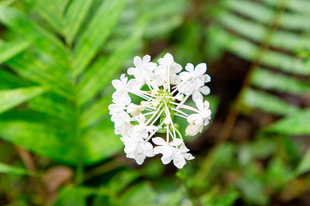Close-up shot of female's hand touching white flowers at a park. Happy woman relaxing in nature.