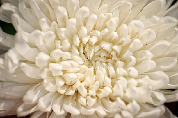 istock Close up chrysanthemum flower with white petal 2248807337