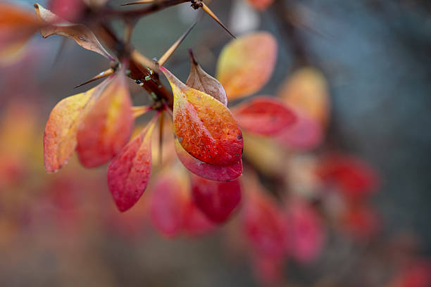 Close-up macro view of multicolored autumn leaves in shades of red, orange, and yellow, softly illuminated and covered with subtle moisture. The shallow depth of field enhances the delicate textures while the sharp thorns add contrast to the gentle foliage. The blurred background creates an atmospheric, seasonal mood.