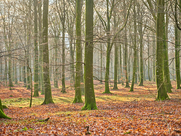 A serene Denmark forest scene features tall beech trees (Fagus sylvatica) with vibrant green moss on trunks, a warm carpet of autumn leaves on the ground, and soft light filtering through bare branches. Calm, natural, and ideal for nature, travel, and mood imagery.