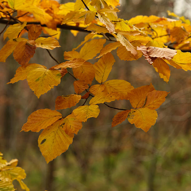 istock Tranquil autumn forest in Denmark with moss-covered beech trees and a carpet of fallen leaves 2248808921