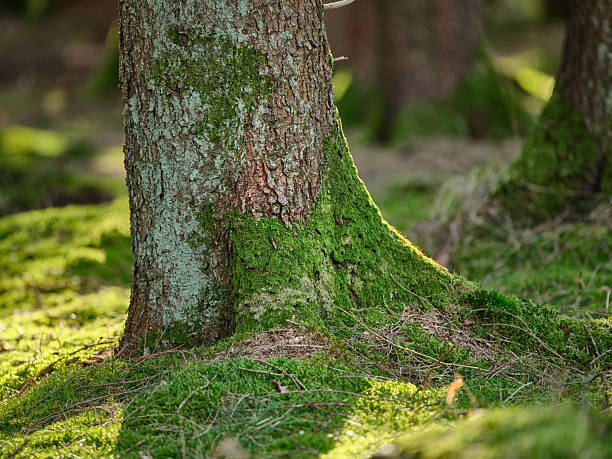 istock Sunlit Danish forest scene of a moss-covered tree trunk with lush green moss at the base, highlighting bark texture, roots, and tranquil Nordic nature in a quiet woodland 2248808977