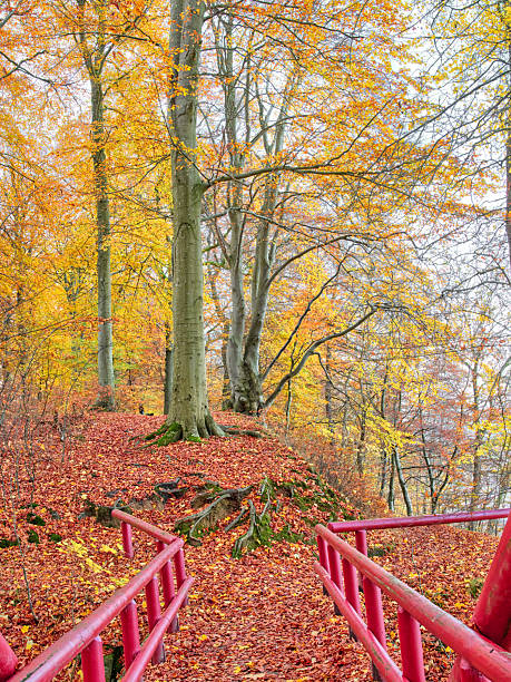 A scenic autumn forest path lined with tall beech trees and a vivid carpet of red, orange, and gold leaves. Bright pink railing frames the scene as mossy roots and fallen foliage create a rich, tranquil mood. Ideal for nature, travel, and seasonal campaigns in Denmark.