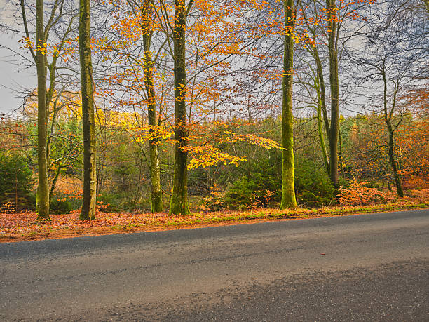 A serene Denmark forest scene features tall beech trees (Fagus sylvatica) with vibrant green moss on trunks, a warm carpet of autumn leaves on the ground, and soft light filtering through bare branches. Calm, natural, and ideal for nature, travel, and mood imagery.