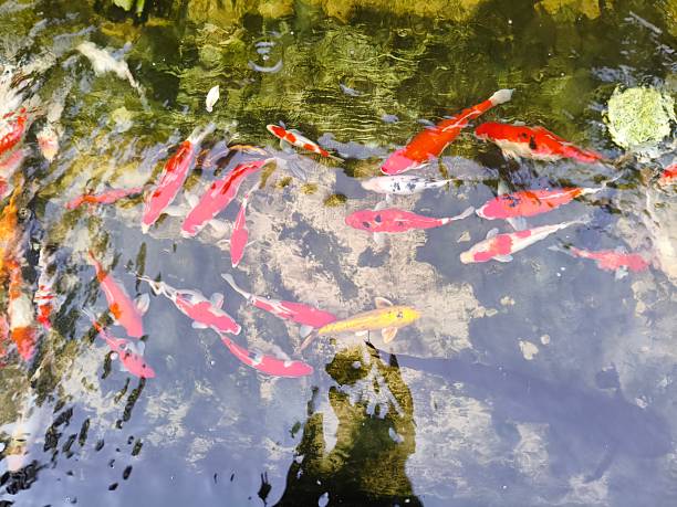 istock vibrant koi fish swimming in clear water pond 2248810506