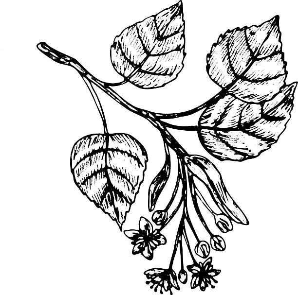 istock Linden branch sketch in vintage linear style. Hand drawn vector illustration 2248812434
