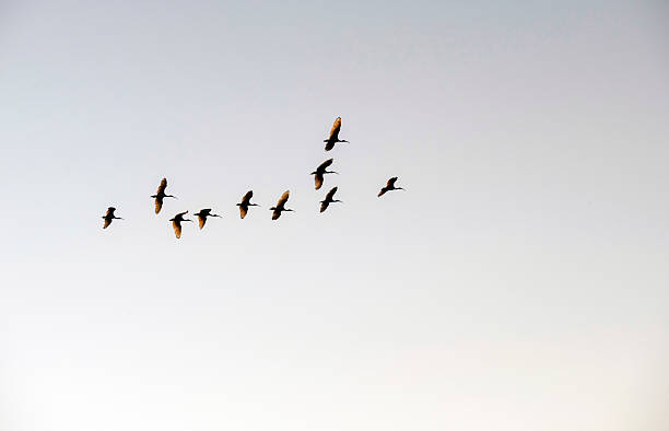 istock A small flock of Australian White Ibis (Threskiornis molucca) in flight 2248813871