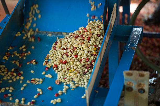 istock Smart farming techniques machinery roast apparatus coffee bean dry sunlight tool sunbeam sunray sunshine fresh garden produce agriculture promotes farmer concept close up plant farm blur background 2248814513