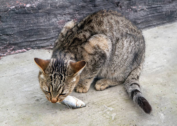 Gray cat eating fish on the street. Young cat eating fresh fish