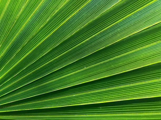 Background of a green palm leaf with lines and details.