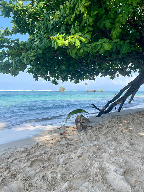 istock Sea Almond tree branches frame a quiet Caribbean beach, turquoise ocean water and a small offshore rock, blue tropical sky. 2248815260