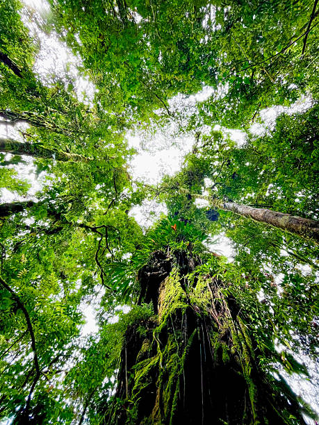 istock Moss covered rainforest giant tree in Panama, low angle view, lush green epiphytes and dense tropical canopy 2248815262