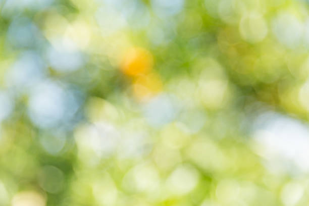 istock Business concept nature revolves around citrus orchard orange tree are growing, vibrant fruit organic lush leaves creating stunning background, green garden of thriving crop ripe laden with branches 2248816067