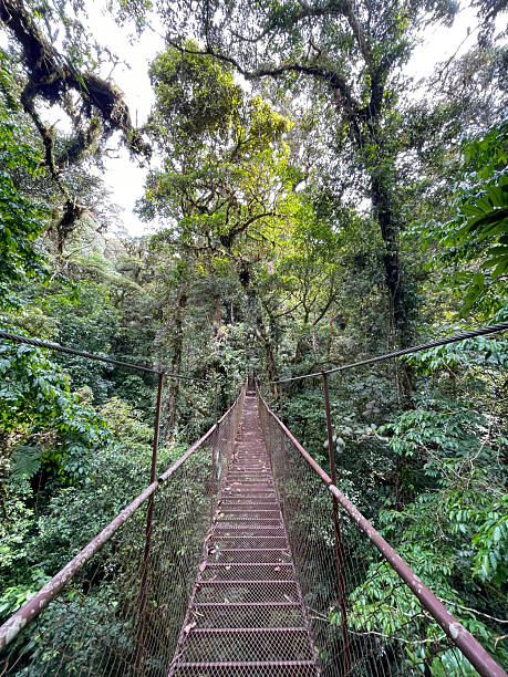 istock Suspension bridge across lush cloud forest in Panama, empty walkway surrounded by dense green canopy and misty hills 2248819616