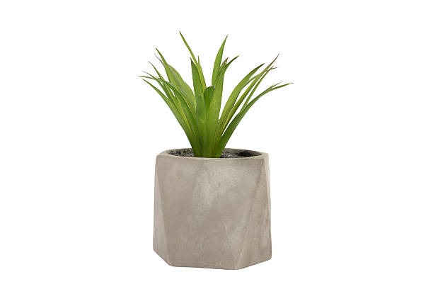 istock decoration of green leaves in ceramic bowl 2248819854