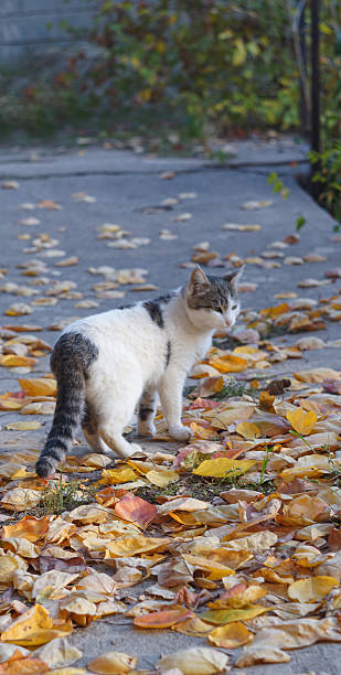 istock A white cat walks on yellow leaves 2248821717