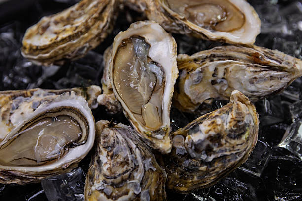 istock freshly shucked fine de claire oysters on ice in close up 2248822052