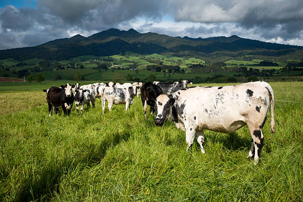 istock herd of speckle park cattle grazing in lush green grass field with mountain backdrop 2248822962