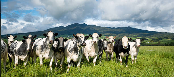 herd of speckle park cattle grazing in lush green grass field with mountain backdrop