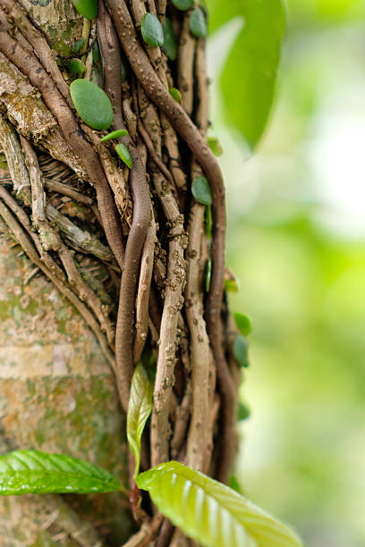 istock Roots, Vines, and Small Leaves on a Tropical Tree Trunk 2248823842