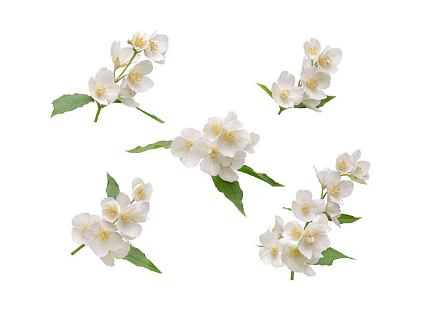istock Mock orange branches with white flowers isolated on white 2248825036