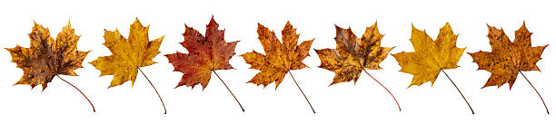 istock Yellow, red and brown autumn maple leaves with rain drops set isolated on white 2248825082