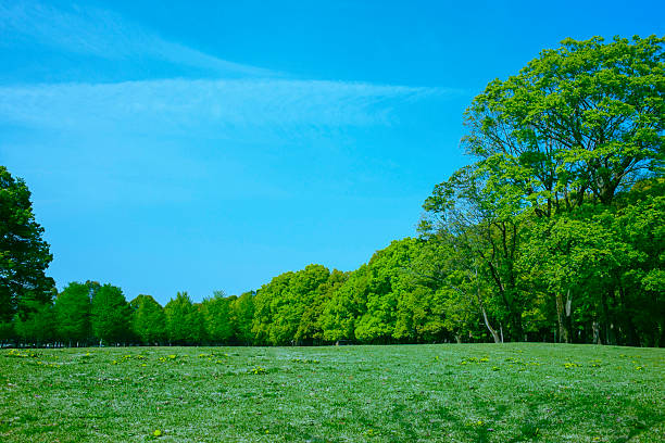 istock Green Trees in the park 2248827756