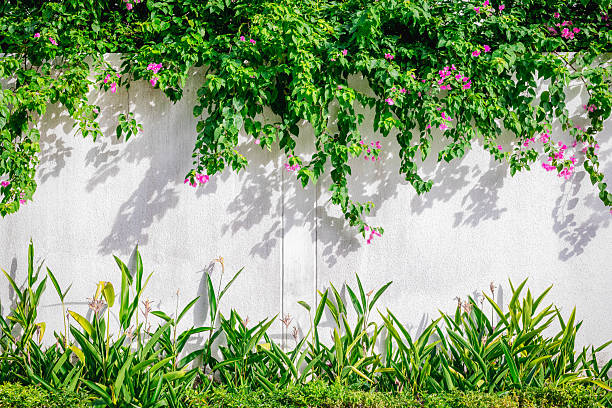 Lush greenery and pink flowers on white wall with vibrant leaves and shadows.