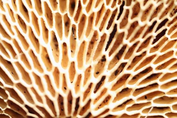 Intricate Honeycomb Pore Texture on the Underside of a Wild Mushroom Cap