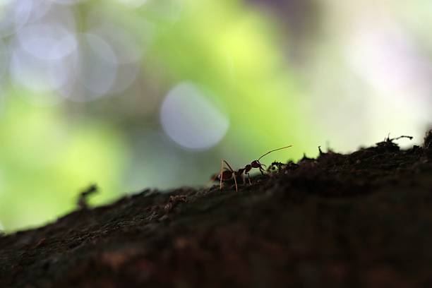 Red Ant Silhouetted on Tree Bark with Bright Green Bokeh Background