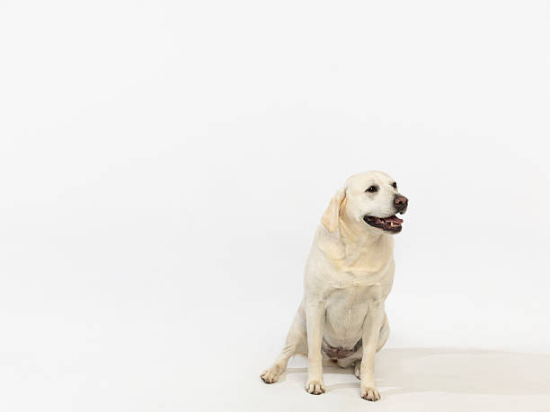 A calm yellow Labrador retriever sits on a clean white backdrop, looking to the right with a gentle expression. Perfect for pet, family, or lifestyle themes featuring a loyal companion.