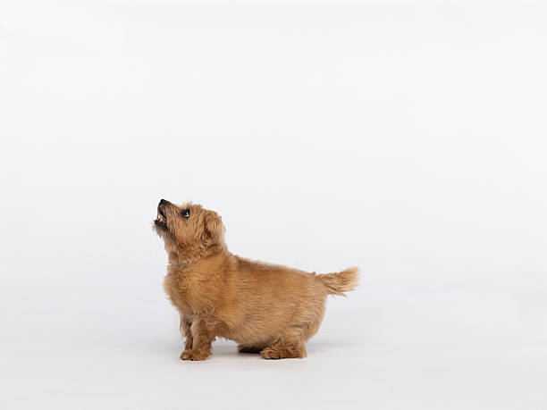 A fluffy brown Norfolk Terrier gazes upward with curiosity against a clean white studio background. This charming pet portrait captures playful energy, warmth, and the bond between dog and observer.