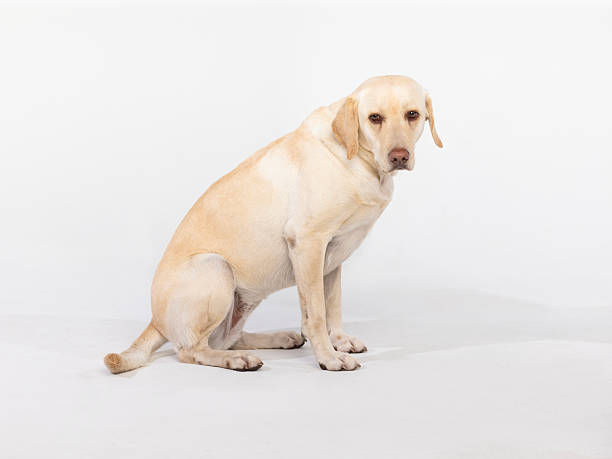 A calm cream-color yellow Labrador sits on a clean white studio backdrop, offering a gentle, attentive gaze. Ideal for pet care, dog adoption, and family lifestyle projects.