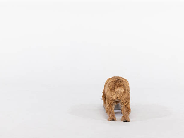 A Norfolkm Terrier puppy is shown from behind while it is eating from a dog bowl in a bright, empty white studio. Clean, minimalist aesthetic; calm, solitary moment perfect for pet, home, or lifestyle themes.