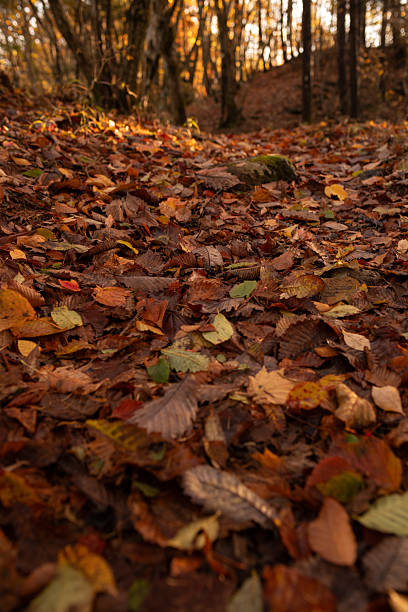 istock Walking through a beautiful autumn forest 2248832696