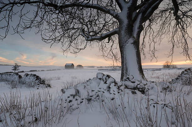 istock Snow Plastered Tree in the Peak District National Park 2248834209