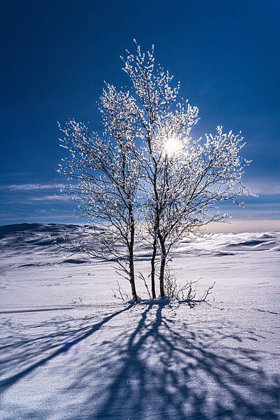 Frosted trees stand resiliently on a snow covered Lapland mountain landscape under a bright winter sun, casting long, dramatic shadows across the pristine white surface
