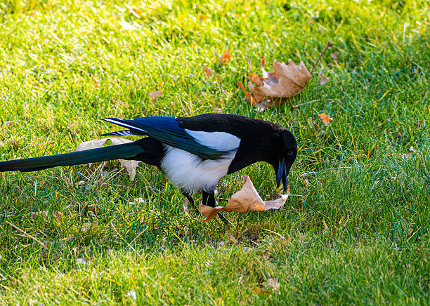 A magpie is searching for food on lush green grass, surrounded by colorful fallen leaves in a bright park during the autumn season. The clear weather enhances the scene.