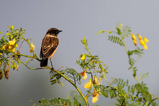 Outlined small bird singing  on leafless branch.Pontevedra province, Galicia, Spain.