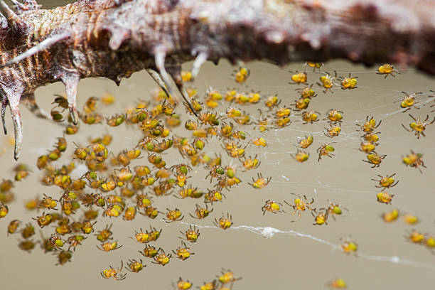 narrow focus photograph shot of small red eye Telamonia Jumping Spider on yellow marigold flower