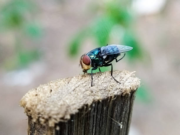 istock Chrysomya megacephala, or the oriental latrine fly or oriental blue fly. 2248839097