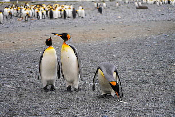 istock Two king penguins interact while the third curiously inspects a white feather on the rocky beach of South Georgia. 2248839919