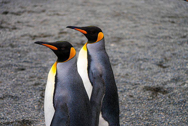 Two elegant king penguins stand close together on the volcanic beach of South Georgia. Their striking colors and mirrored poses create a perfect natural symmetry.