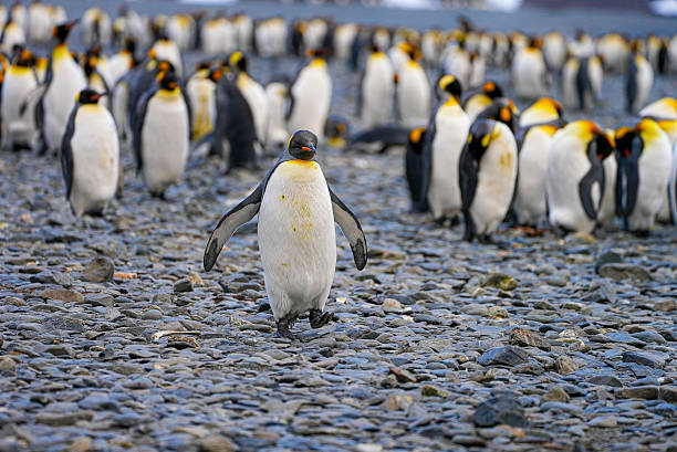 istock King penguin walking alone toward the camera, South Georgia. 2248840063