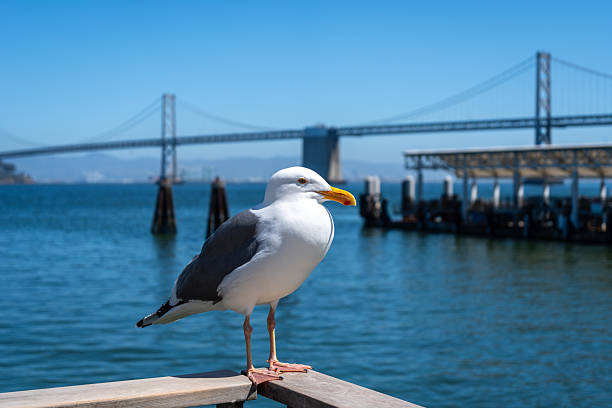 istock Seagull resting on a wooden railing with Oakland Bay Bridge behind 2248840255