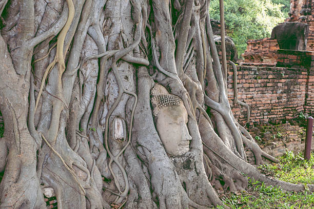Buddha head embedded in a Banyan tree, Buddha head in the tree roots at Wat Mahathat