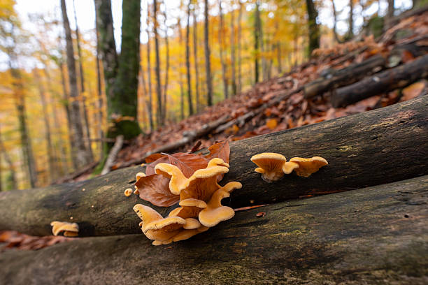 Oyster Mushroom (Pleurotus ostreatus) on Tree trunk in forest