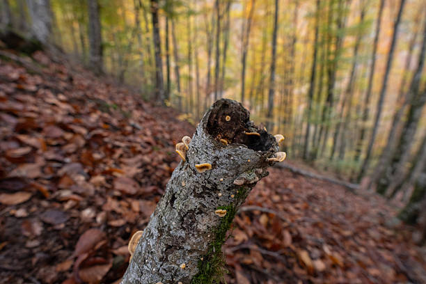 The Catalan Pyrenees forest in Spain, with its autumnal wonders of varied colors and beautiful paths carpeted with fallen leaves. The mushrooms also make for some very interesting photographs.