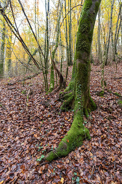 istock FOREST mushrooms and autumn colors 2248845875